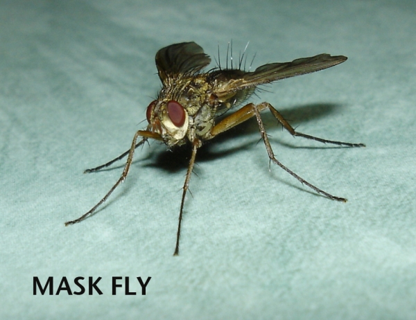 Creation of Butter-flies: Step 2